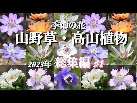 【山野草・高山植物】　2023年出会った花々(前編)  好きなお花を見つけてください！