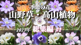 【山野草・高山植物】　2023年出会った花々(前編)  好きなお花を見つけてください！