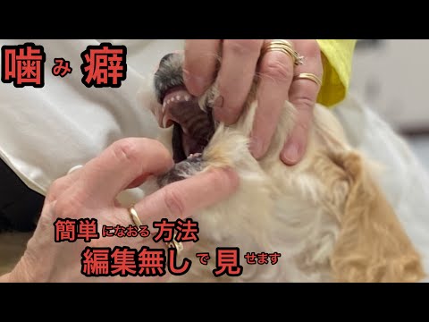 子犬の噛み癖/Puppy Biting Training