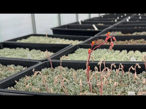 【多肉植物】今日は葉挿しの鉢上げをします！ 2024.02.01