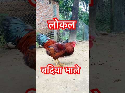 लोकल बदिया भाले ! खाने हैन त ? #shorts #video #badiyabhale #viralvideo