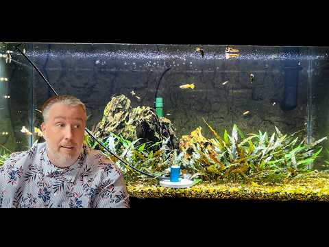 Has Youtube Ruined Aquarium Lighting?