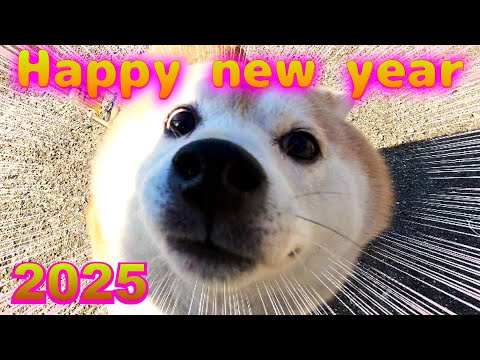 [Happy New Year] This is Egashira the Shiba Inu!