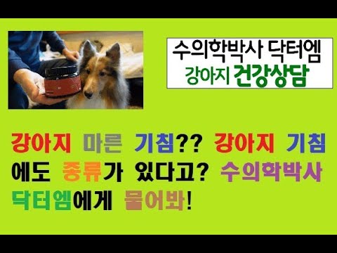 강아지 마른기침?!! 습한기침??? 수의학박사 닥터엠이 알려줄게요~!!