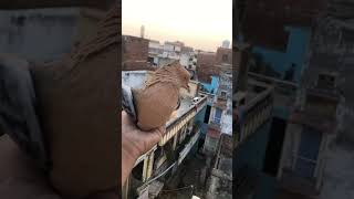 🔥🔥#pigeon #lover #shorts #viralreels #viralvideo #trending #ytshorts #happiness