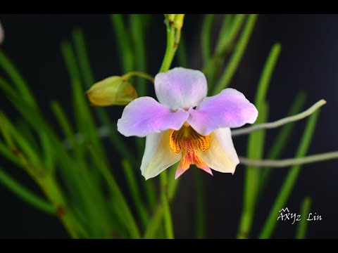 鐵釘蘭花開縮時攝影M