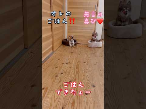 ごはんが特に美味しい日はこうなる🐶💕🐶