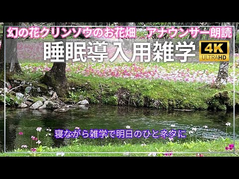 【睡眠導入用】【梅雨の雑学】【アナウンサー朗読】【クリンソウ】【幻の花畑】の映像