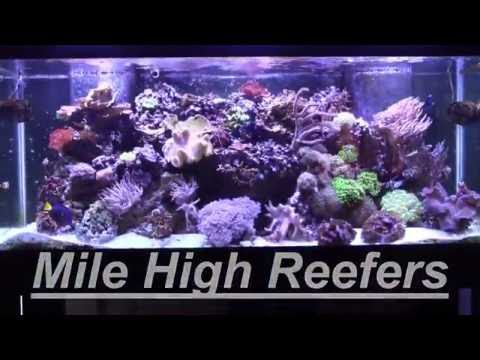 New Purple Tang (Reef Vlog 7-6-16)