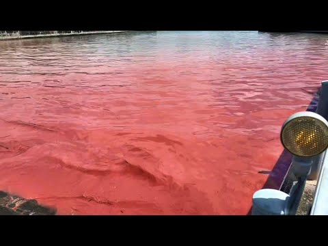 【小笠原諸島父島】サンゴの産卵で海が真っ赤！