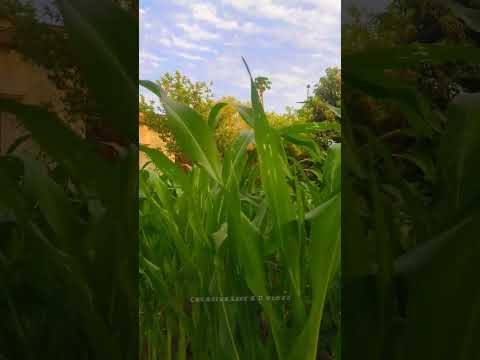 🌽Maize मक्का 11042024 #creativelifesdvlogs #viral #trending #farming