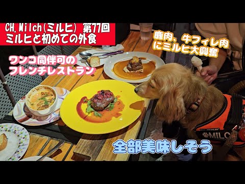 第77回ミルヒと初めての外食