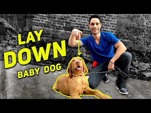 Teach Dogs To Lay Down from Beginner To Advanced W/ Dog Trainer Justin Silver