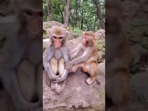 monkey comedy 😁 #funnyvideo #viral #ytshorts