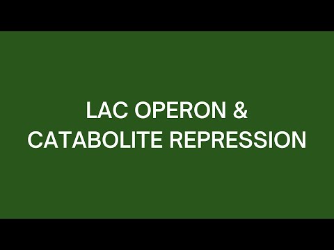 Lac Operon & Catabolite Repression