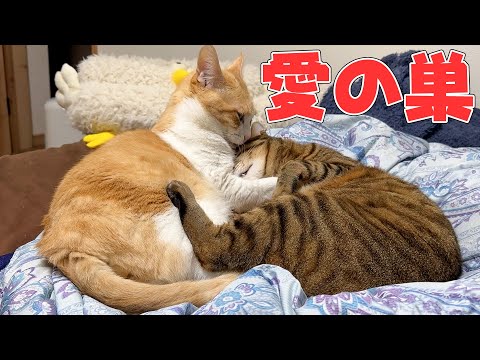 病み上がりの飼い主のベッドを自分たちの愛の巣にしてしまった猫たち