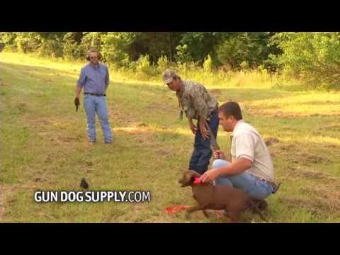 Gundog Spot & Segment 24 Teaching Hunt Dead