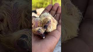 New Pigeon Baby🥰 #pigeonlover #viralvideo #trendingshorts #youtubeshorts #pigeontrening #pigeonbaby