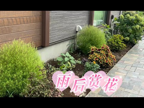 山村大雨后赏花，种花以及日常园艺