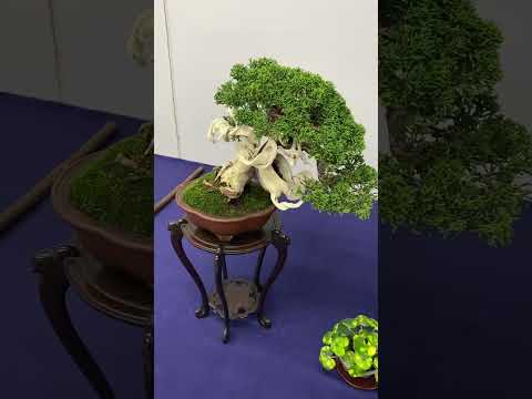 31st Shugaten Shohin Bonsai Fair 2023. #bonsaiexhibition