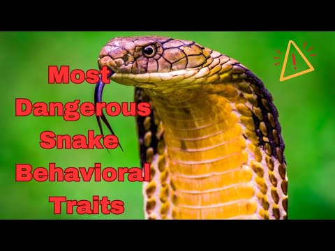 Dangerous snakes Behavioral Traits