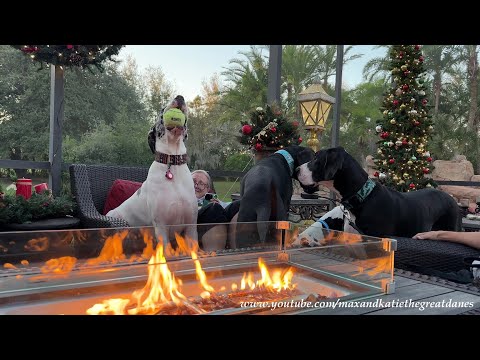 Four Funny Great Danes Try To Share A Chair With Auntie Mom