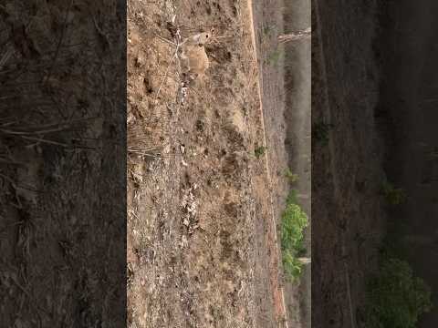 Bandipur Forest #deer #forest #bandipurforest #mysore #ooty