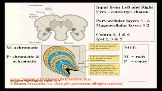 Brain and Behavior - Vision and Visual Perception II