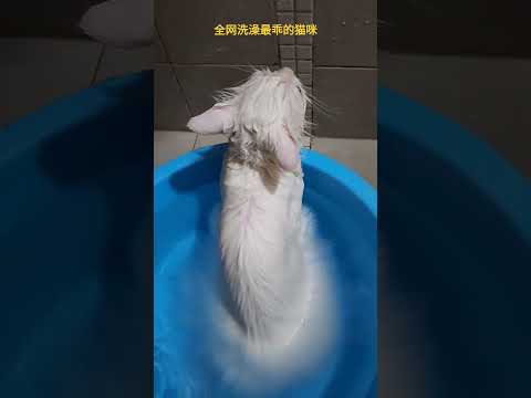 这是全网洗澡最乖的猫咪吗？ #可爱到爆炸 #猫 #可爱的猫咪 #猫咪迷惑行为