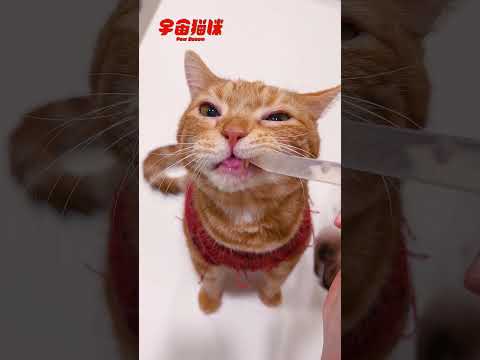 好乖的拉姆喝水水！咕嚕咕嚕的樣子太療癒 #滴管 #宇宙貓咪 #cat #shorts #shortstw