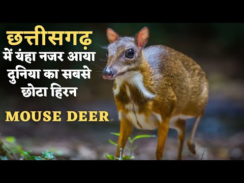 Chhattisgarh में यहाँ नजर आया दुनिया का सबसे छोटा हिरन । mouse deer | Alkarha vlogger