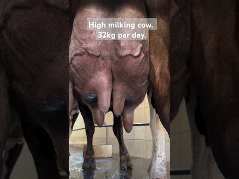 32 lit Wali HF cow...#cow #hfcow #cowvideos #milk