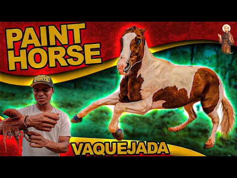 Nosso novo Cavalo de Vaquejada - Paint Horse -