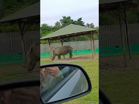 Beautiful Rhino 🦏🦏 #rinoceronte #rhino #rinocerontes #rhinoceros #animals