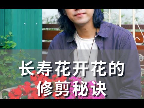 长寿花想要复花该如何修剪？一个简单的小技巧分享给大家～