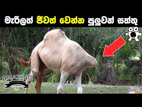 දැක්කම ඇගේ මයිල් කෙලින් වෙන අත්භූත සතුන් Animals That Can Live After Death Abirahas Gaweshanaya