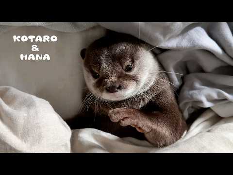 My Otter Sleeping Like a Teddy Bear - A Close-Up Look