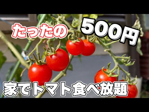 お家でトマト栽培【500円以内】