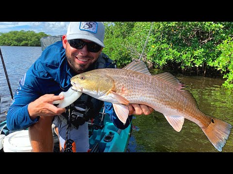 Kayak Fishing Mangrove Shorelines With Live Shrimp