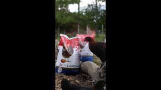 NEW Purina® Layena® Pearls for #BackyardChickens!