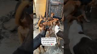 #petlover #doglover #petlovers #shortvideo #shorts #short