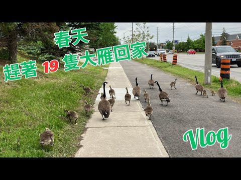 Vlog: 趕著19隻大雁回家   #vlog #大雁 #goose #canadagoose #geese