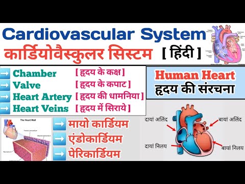 Cardiovascular System In Hindi | मानव ह्रदय | Structure of Heart | Anatomy of Heart | Heart Chamber