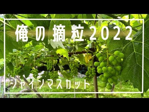 簡単なシャインマスカットの摘粒２０２２