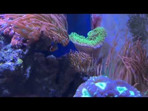 Reef tank update 4-3-2024