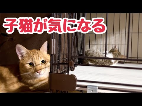 保護した子猫が気になる たもわら親子 毎日優しく見守ります