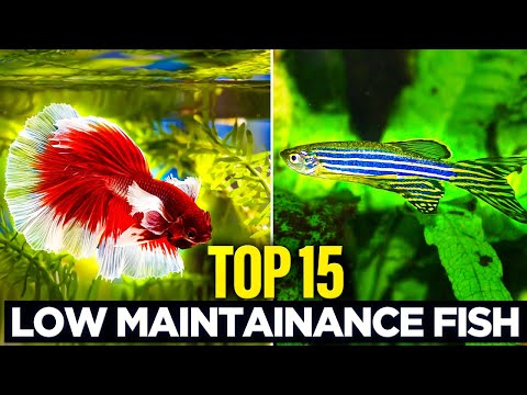 The TOP 15 Low Maintenance Fish