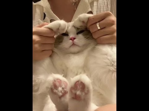 装甜猫好累 还好我是真的甜猫#猫咪手势舞 #萌宠出道计划 #玩咖计划 #甜宠