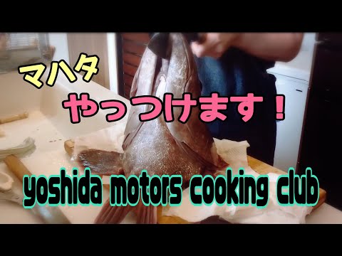 マハタ～真羽太～  やっつけます❗              yoshidamotors cooking club👨‍🍳