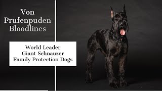 Elite Executive Level Giant Schnauzers Home Raised Family Personal Protection Dogs Worldwide